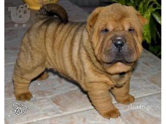 PoulaTo: Sharpei